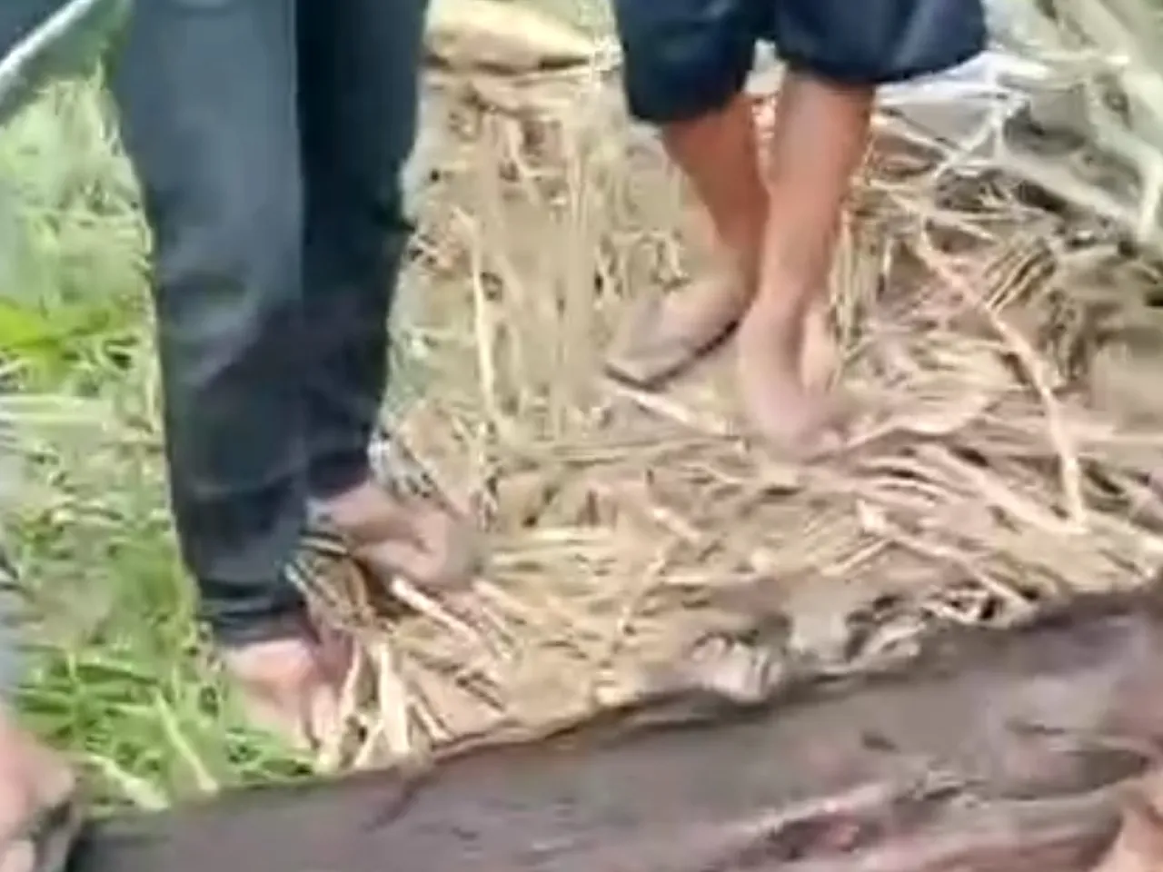 Misteri Mayat dalam Batang Pohon Aren di Sergai