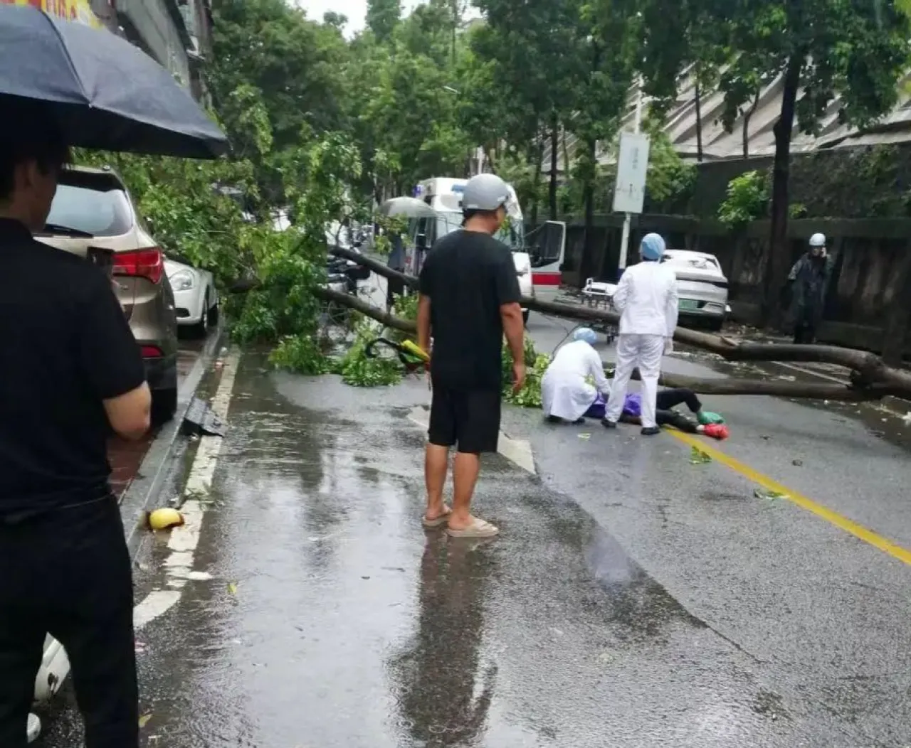 Pohon Besar Tumbang, Timpa Pengendara Motor