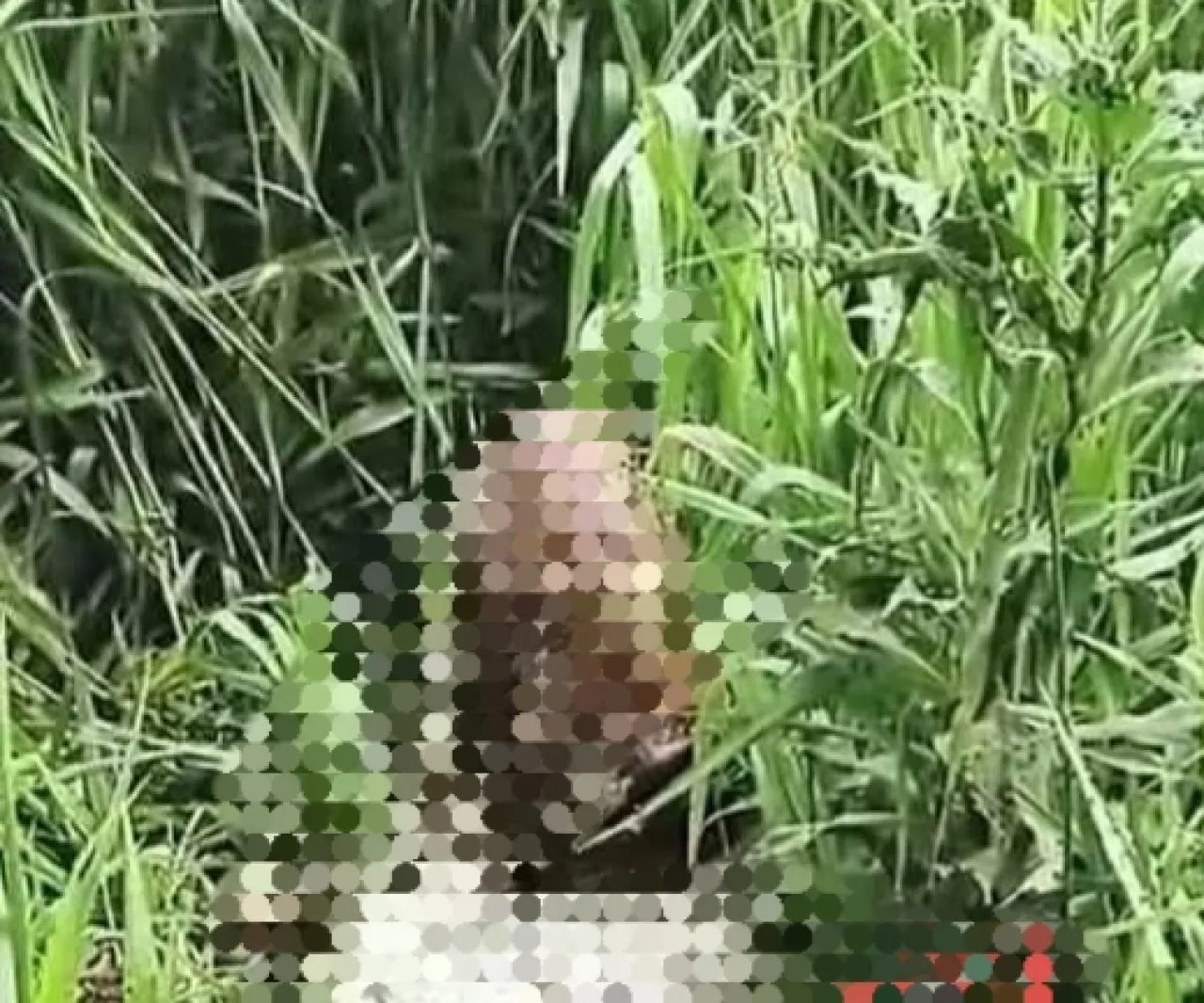 Warga Geger, Temukan Mayat Terbungkus Karung di Sawah