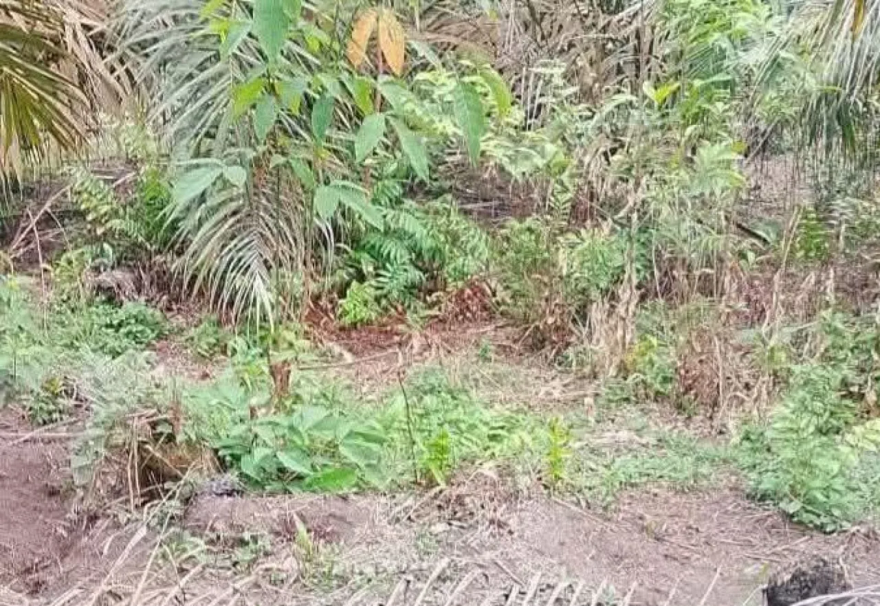 Jasad Bayi Ditemukan, Ada Bekas Gigitan Anjing di Tubuhnya