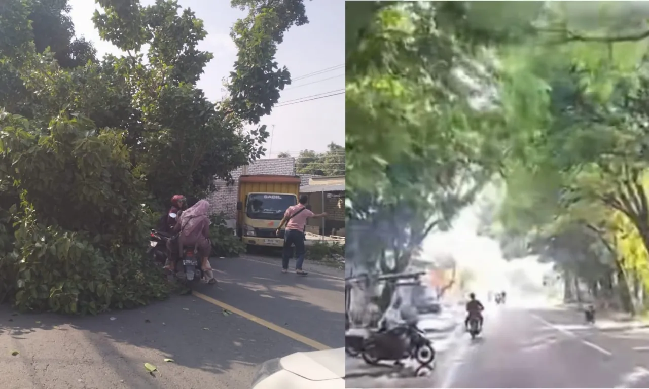 Warga Pantura Soal Banyaknya Pohon Rawan Tumbang: Kalau Pemerintah Gak Sanggup, Kami yang Atasi