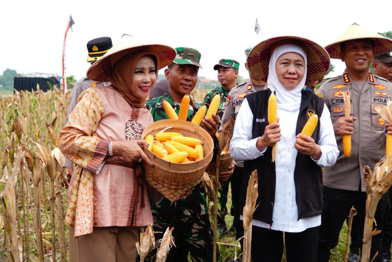 Wabup Sidoarjo Bersama Gubernur Jatim dan Forkopimda Panen Raya Jagung