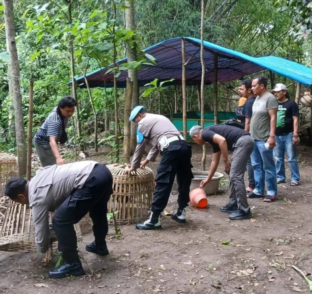 Gerebek Arena Sabung Ayam dan Judi Online, 12 Orang Ditabrak Satreskrim Polres Ponorogo 