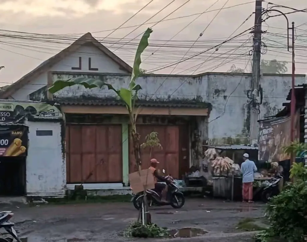 Warga Sidomulyo Protes Jalan Rusak Bertahun-tahun, Dengan Menanam Pohon Pisang 
