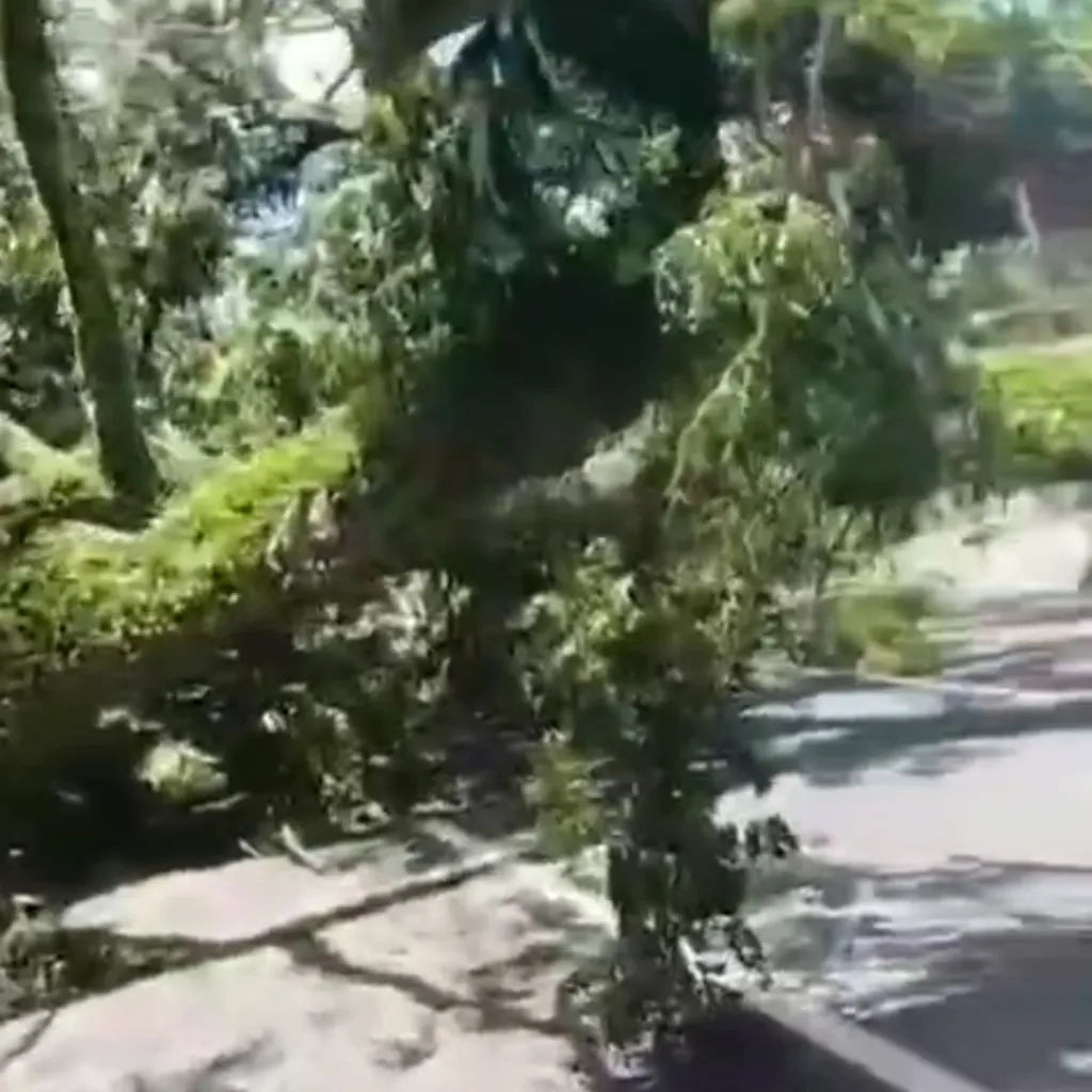Pohon Tumbang Timpa Pemotor di Banyuwangi, 3  Dilarikan ke UGDBanyuw