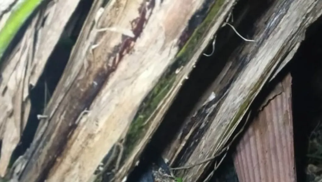 Diduga Tersengat Listrik, Penjaga Warung Ditemukan Meninggal Mengenaskan