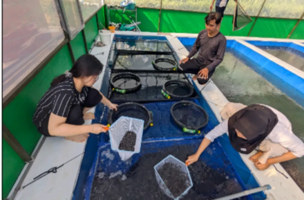 Grading benih ikan lele&nbsp;
