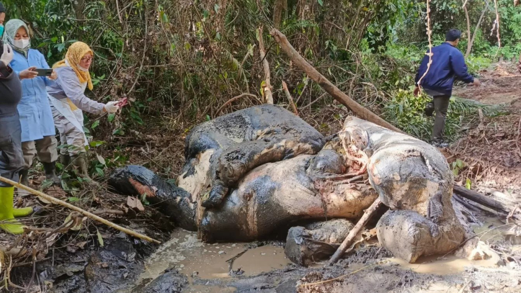 Jejak Timah Panas di Area Konsesi, Misteri Jagal Gajah Sumatera tanpa Kepala