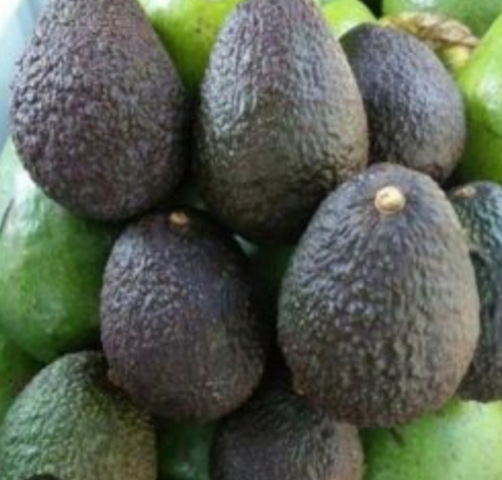 Alpukat Hass Naik Daun, CooSAE Dorong Petani Kota Batu Tembus Pasar Ekspor