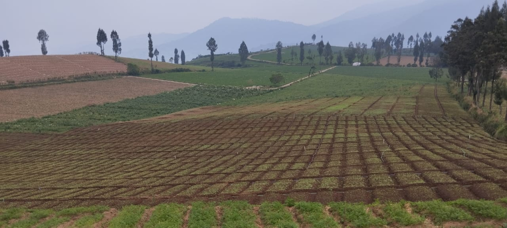 Pesona Brakseng Sumberbrantas, Sajikan Panorama Pegunungan dan Kentang Premium Khas Batu