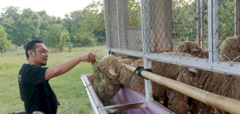 Selain CSR,  Maidi Minta Setiap OPD di Kota Madiun Setor 1 Domba 