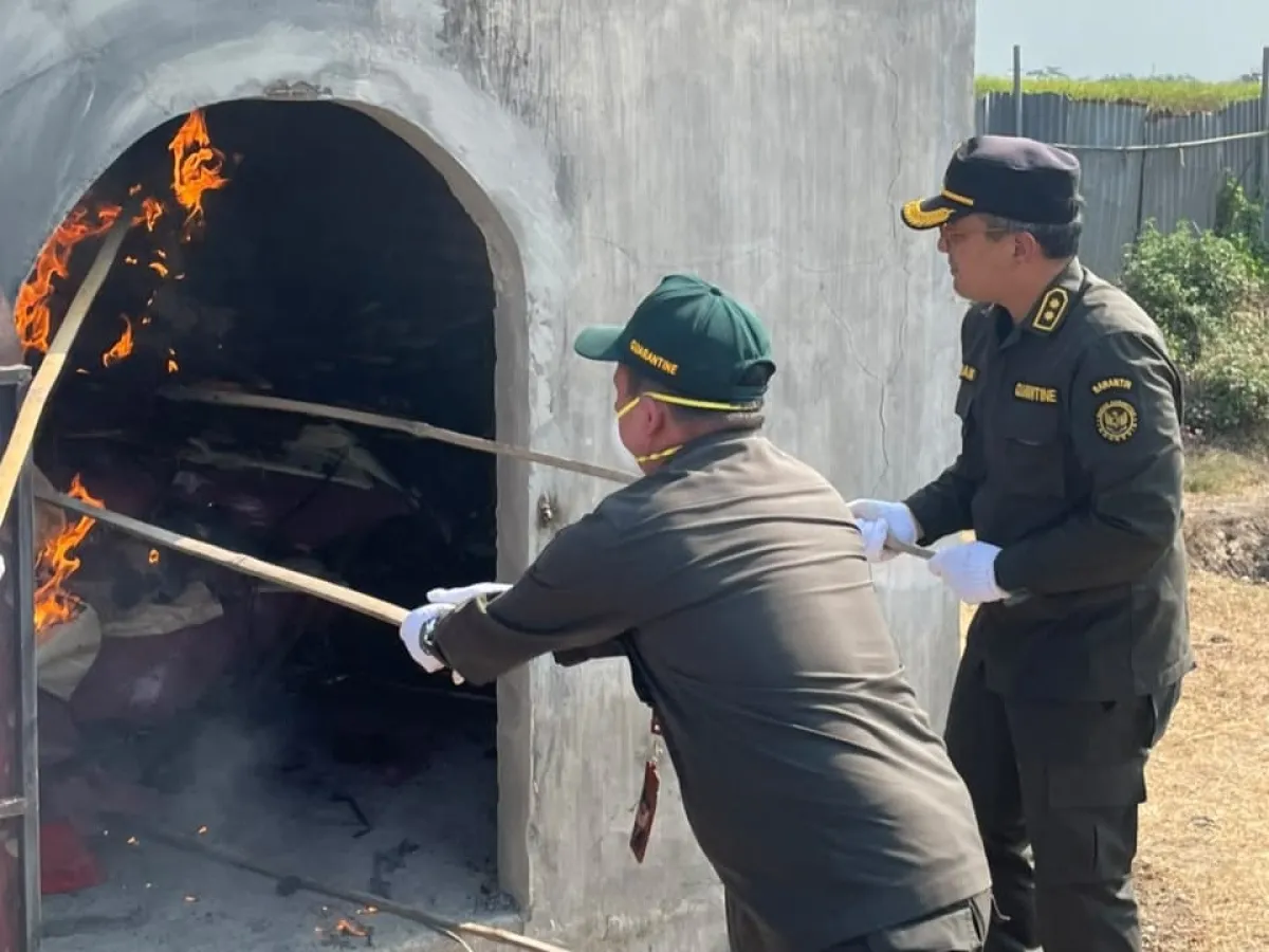Dimusnahkan, Benih Sawi Impor Mengandung Bakteri Perusak Tanaman