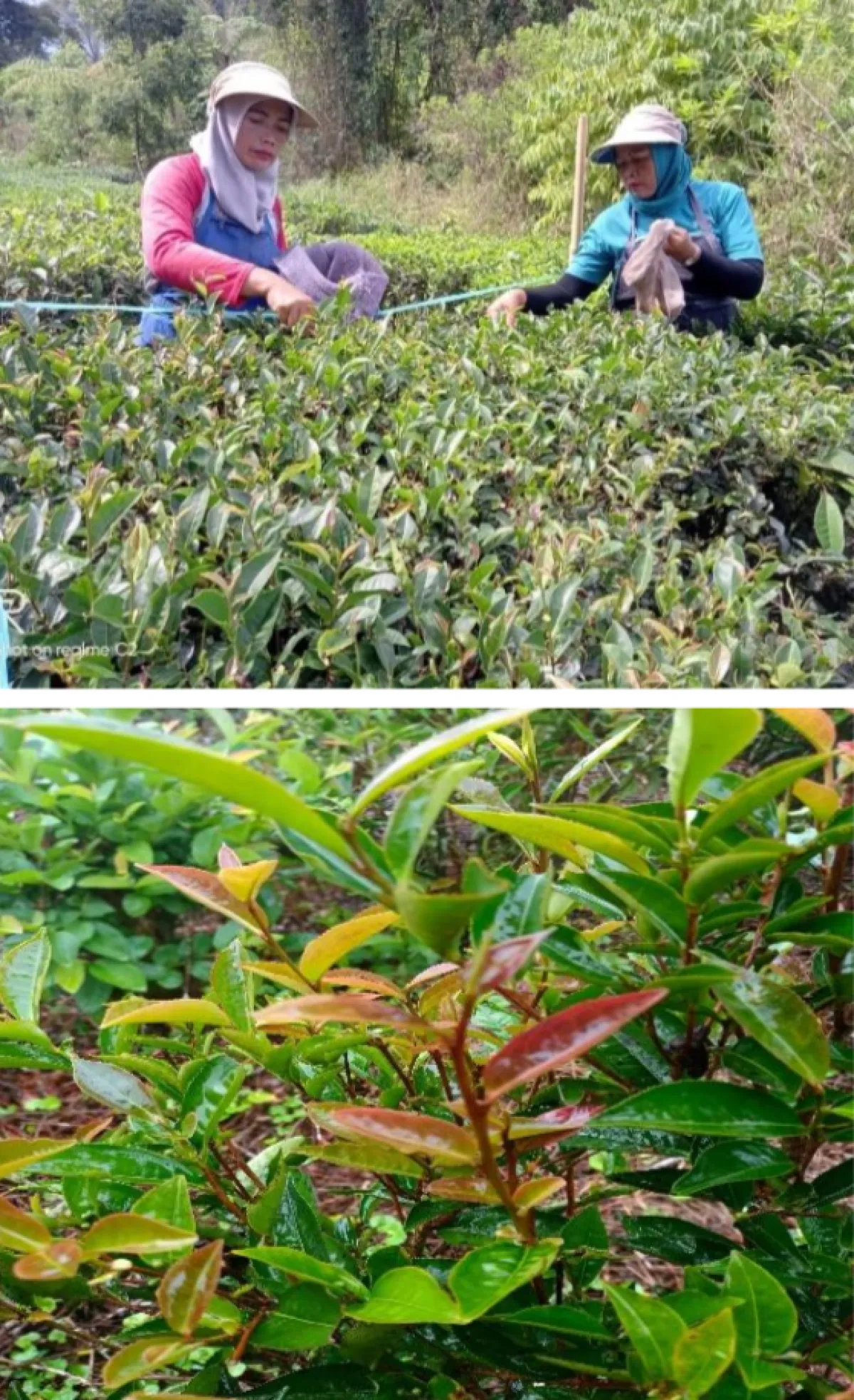 FSTeM UB dan PPTK Kembangkan Minuman Fungsional Teh Berdaun Ungu Menggunakan Konsorsium Probiotik